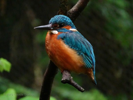 Martin pescatore (Alcedo atthis) NUOVA
